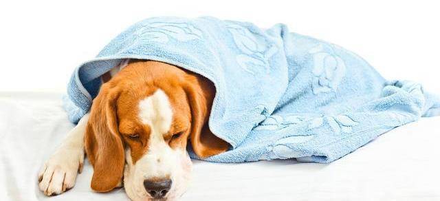 狗狗突然食欲不振 别傻傻以为是正常现象 有可能得了急性肠炎 脱水 症状 炎症