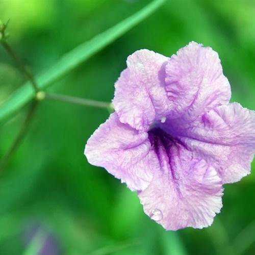 牵牛花微信头像,矮牵牛花图片大全大图_整理_相关_标题