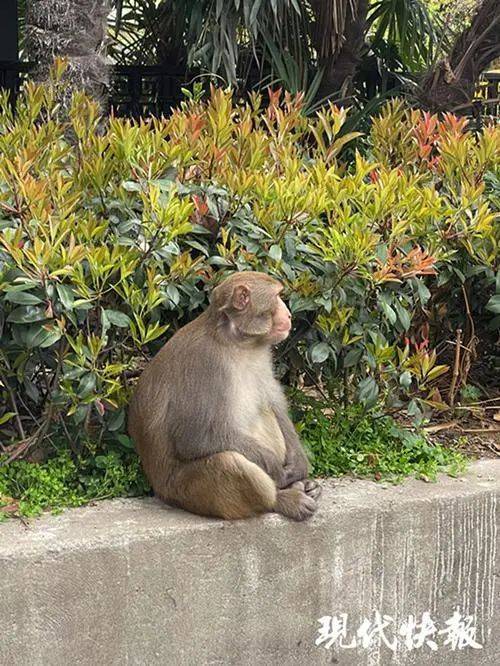 网红胖猴子老婆照片图片