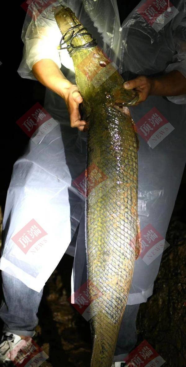 抓捕员介绍“河南汝州2条鳄雀鳝被捕”：水位不到一米时捕获，大的体重25斤以上