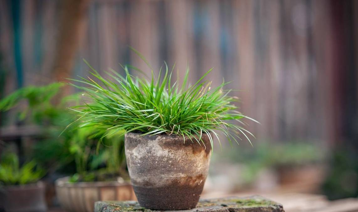 種植_植物_菖蒲