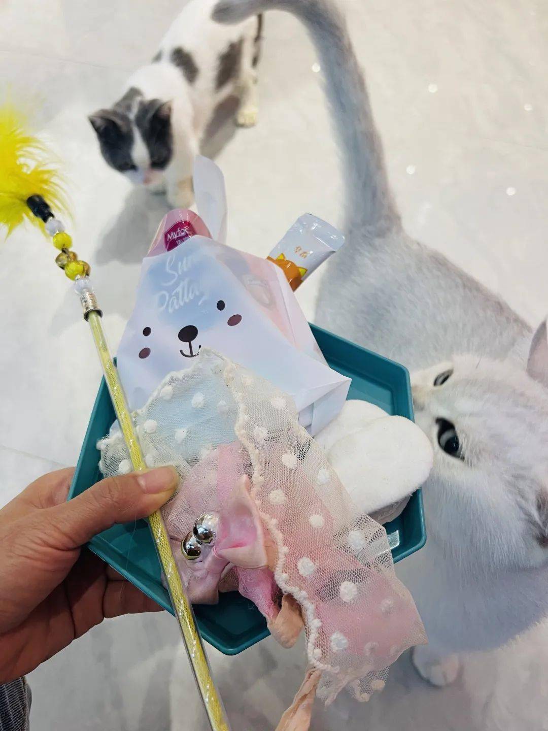 韶关这些温馨猫咖让我血槽已空沉浸式rua猫「high tea」好上头