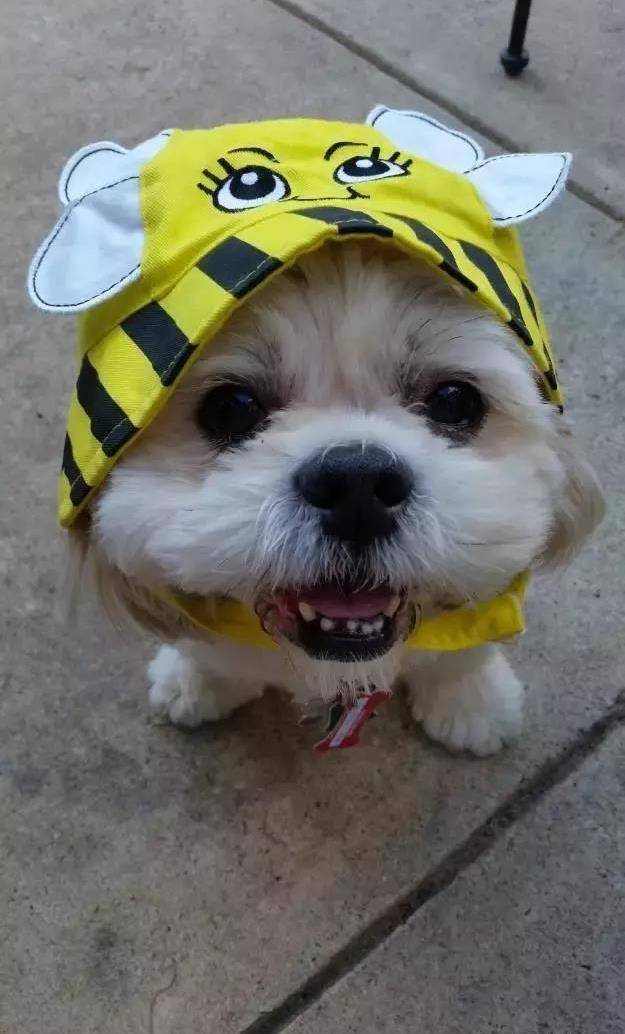 戴上帽子卖萌的汪们,有没有外挂就看主人的啦_开心_狗狗_阔少