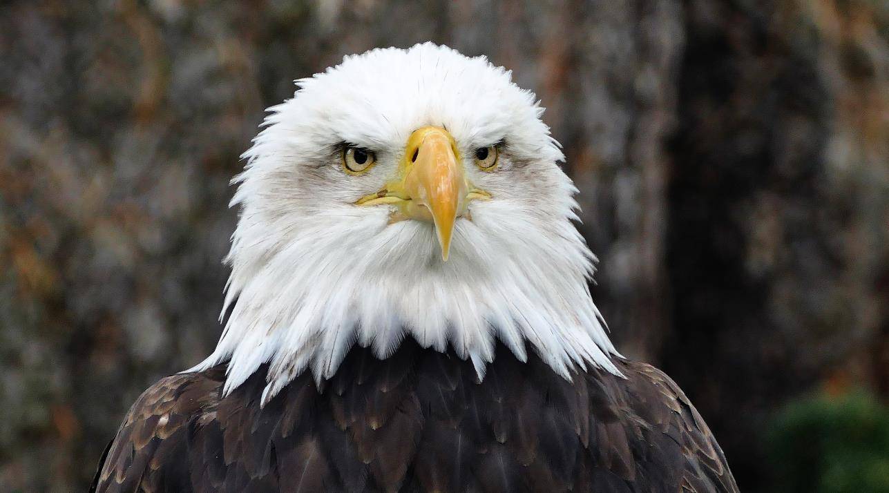 在雕类动物中,最凶猛的要数鸟界"活化石"白头海雕_米拍_美国的