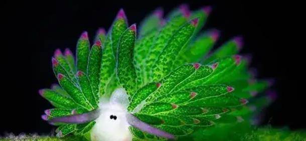 神奇的"叶羊":长相酷似多肉植物的海底小动物_小家伙_叶绿素_软体动物