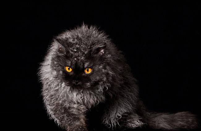 苏格兰折耳猫波斯猫黑色的很像猫头鹰