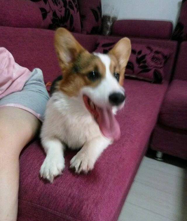 铲屎官买了一只"假柯基",遭到朋友嘲笑!_小柯_耳朵_田园