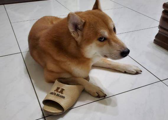 柴犬睡梦中偷吃,狂舔地板,主人:有了它每天不用擦地了!