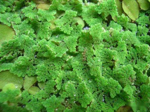 十几种浮萍种类大全,吸氮!吸氮!吸氮!_水族_叶片_大小