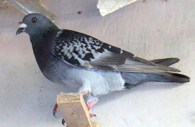 [图集]换羽期的鸽子