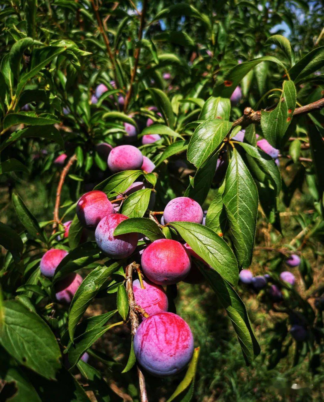 万源曾家好李知时节高山脆红李采摘忙