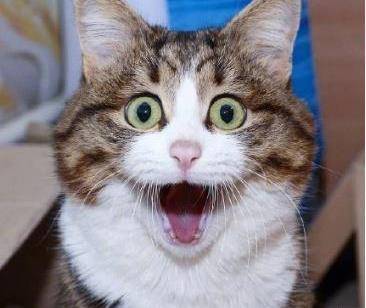 最优秀的表情帝专家,驾驭各种奇葩表情,猫咪:戏精本属!