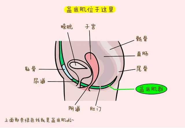 有一圈小肌肉群,它像是一个吊床承担着腹部的脏器,比如女性的尿道