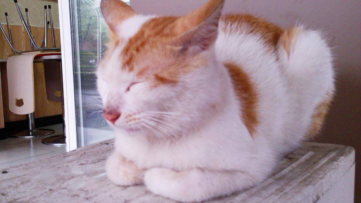 恍然大悟!猫的睡姿传达出什么信号?你看懂了吗_猫咪_主人_肚皮