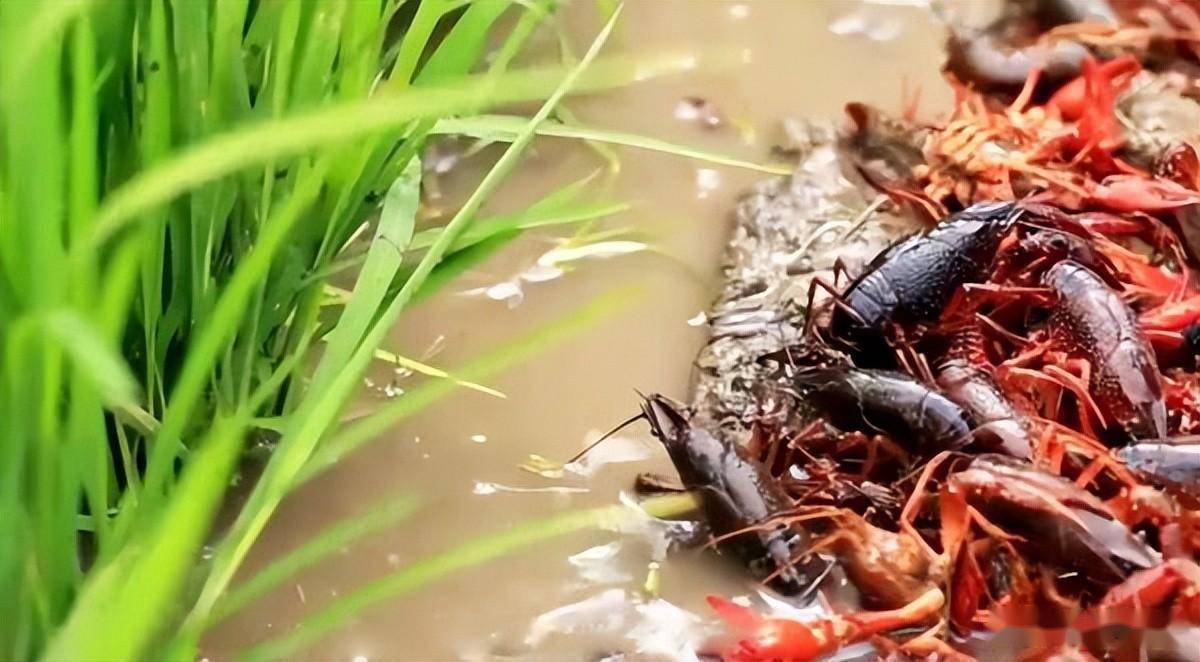稻虾兼作,如何养殖小龙虾?