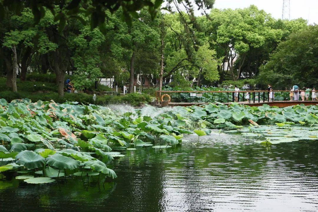 早晨8点的大公园,让我见识到了高手在人间_苏州_小朋友_生活