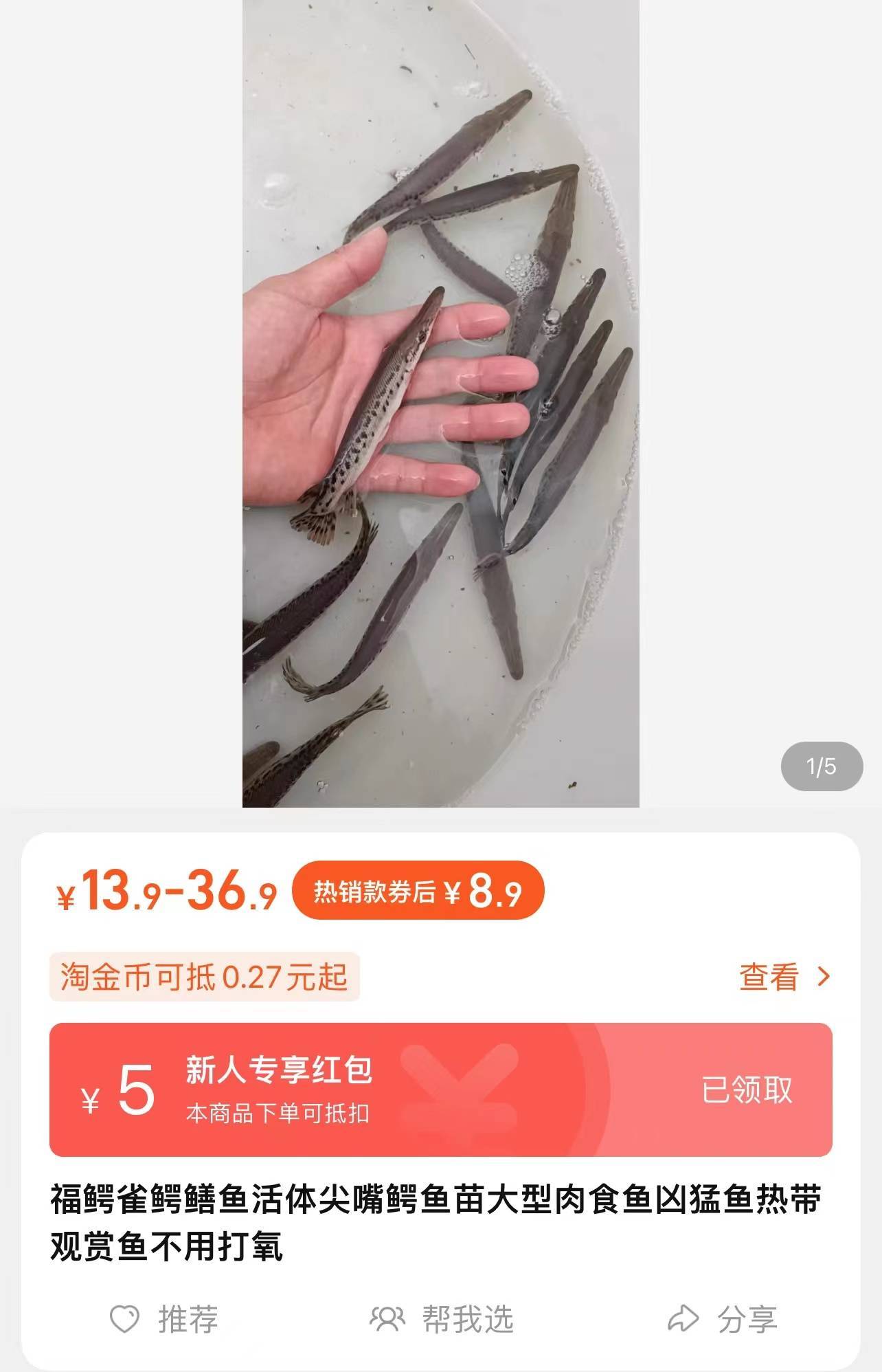 鳄雀鳝鱼苗图片