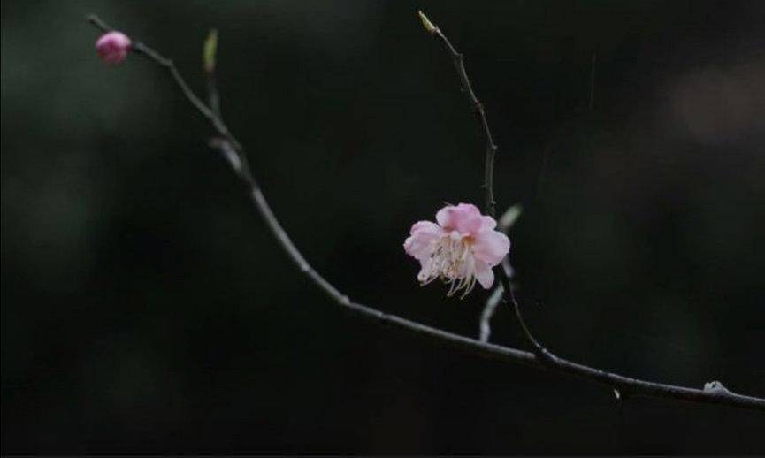 武汉樱花已盛开！等疫情结束，相约去武汉大学赏一场樱花