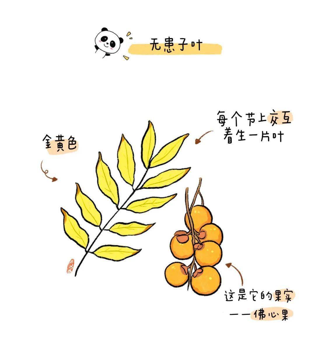 无患子绘画图片