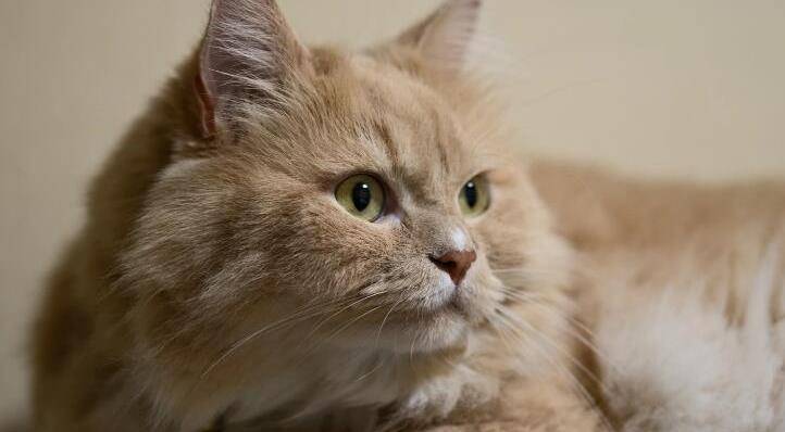 0版本,叫布履阑珊猫,优不优秀肉眼看得见_猫咪_主人_地方