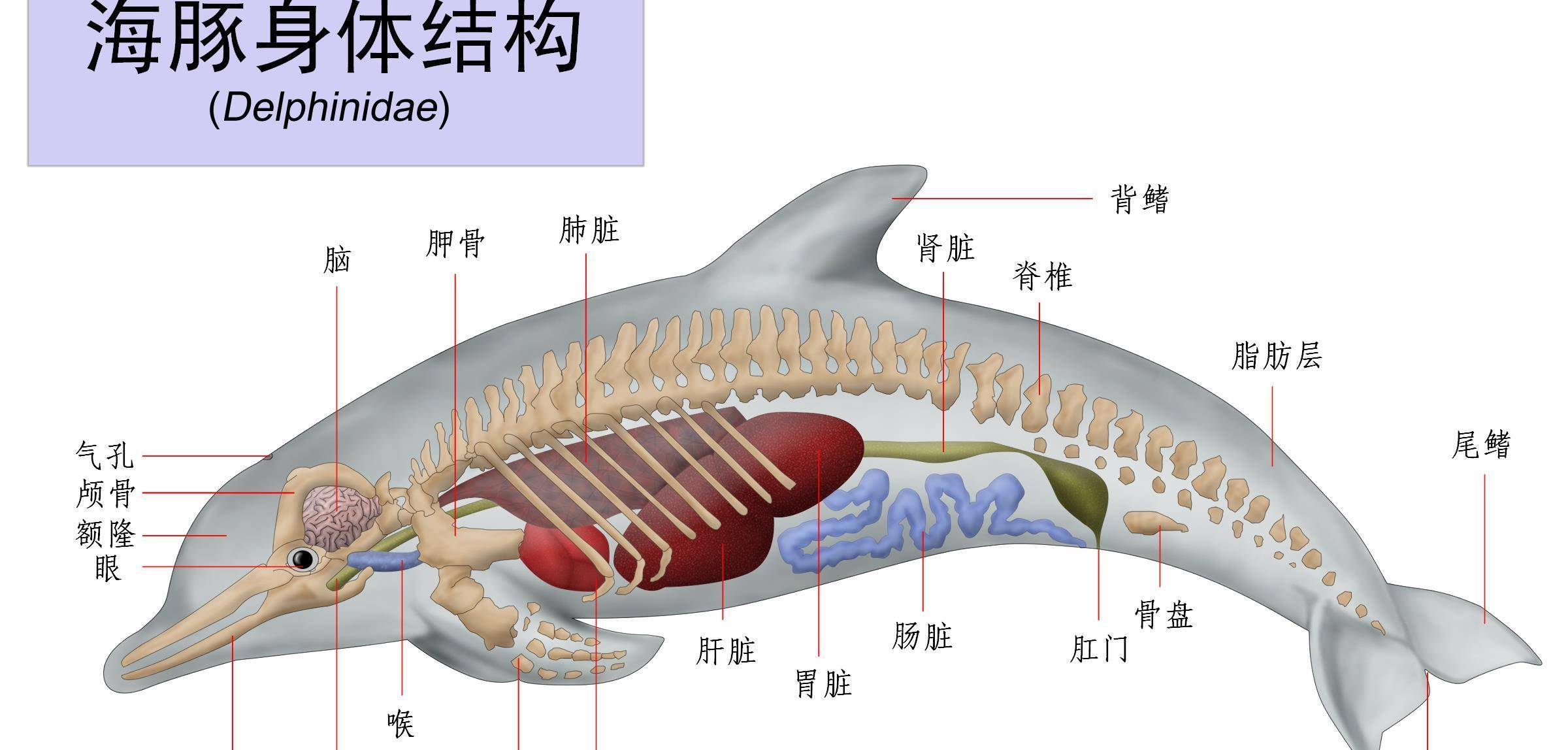 海豚生殖裂图片