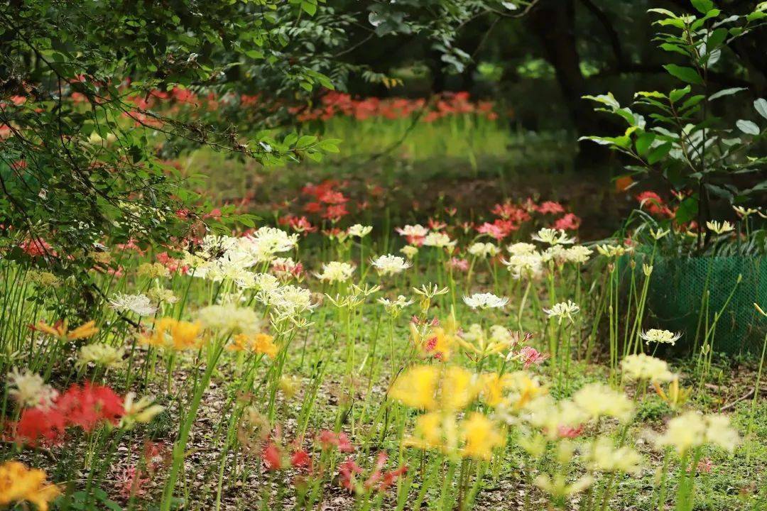 石蒜自然景观最佳观赏期到啦!多彩花海,植物园见!