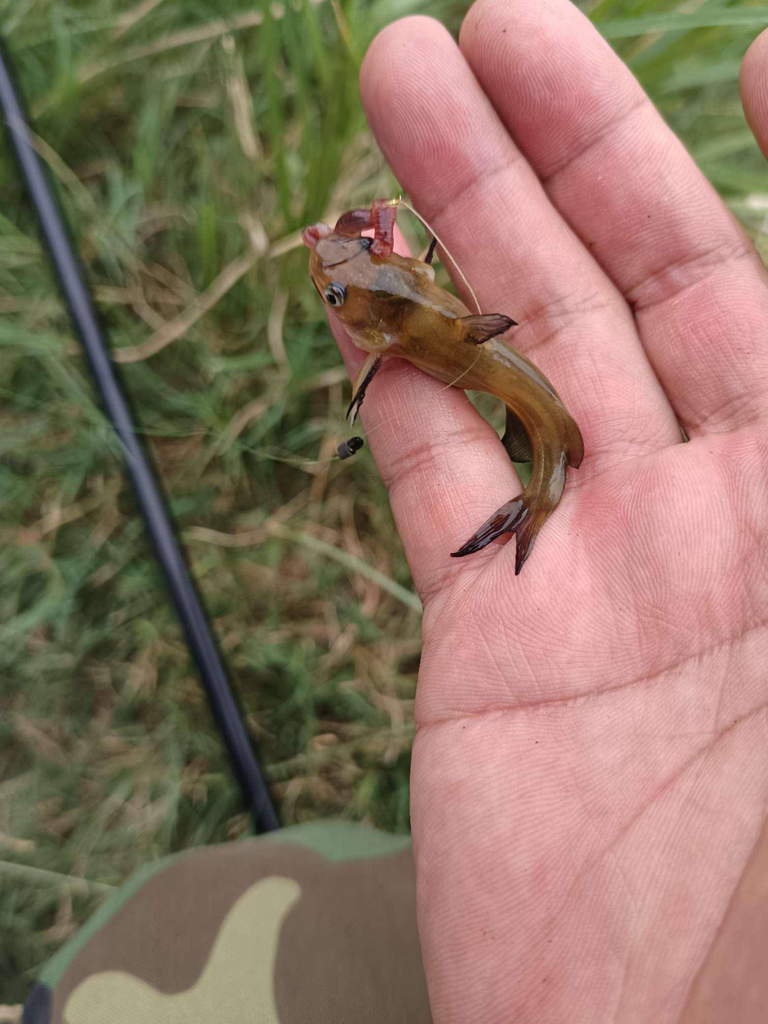 馬馬虎虎的漁獲!條條是