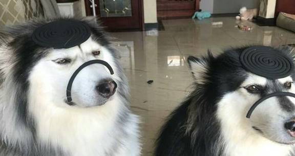 2只狗狗把家里的蚊香咬碎,主人用这种方法来惩罚它们!