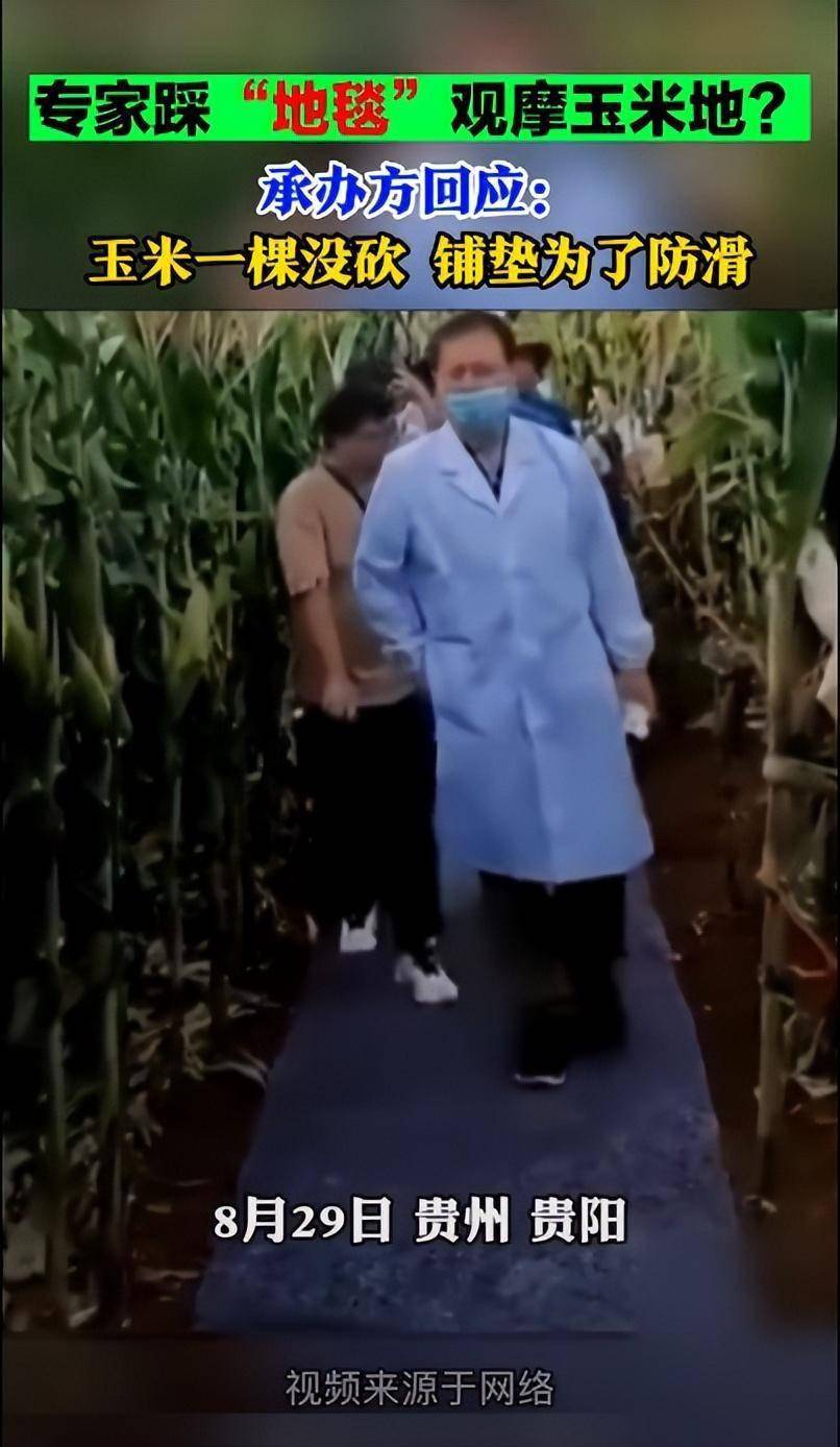 贵州贵阳专家脚踩“地毯”观摩玉米地？承办方回应