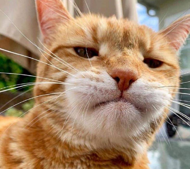 橘猫被蜜蜂给蛰了,主人一看橘猫的嘴巴,他忍不住笑了_战斗力_问题