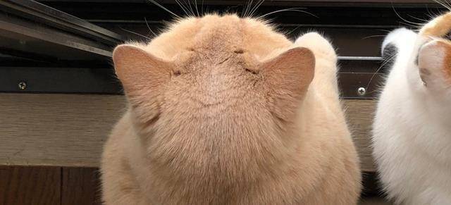 极品猫咪后脑勺大赏,好想把猫薅秃头啊……_头发_猫猫_脖子