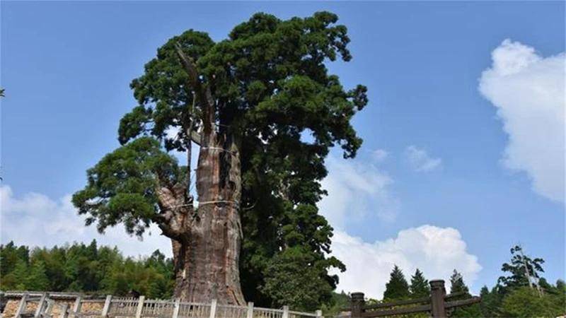 我国这棵“坚强树”，活了1500余年，如今依靠钢架和营养液支撑