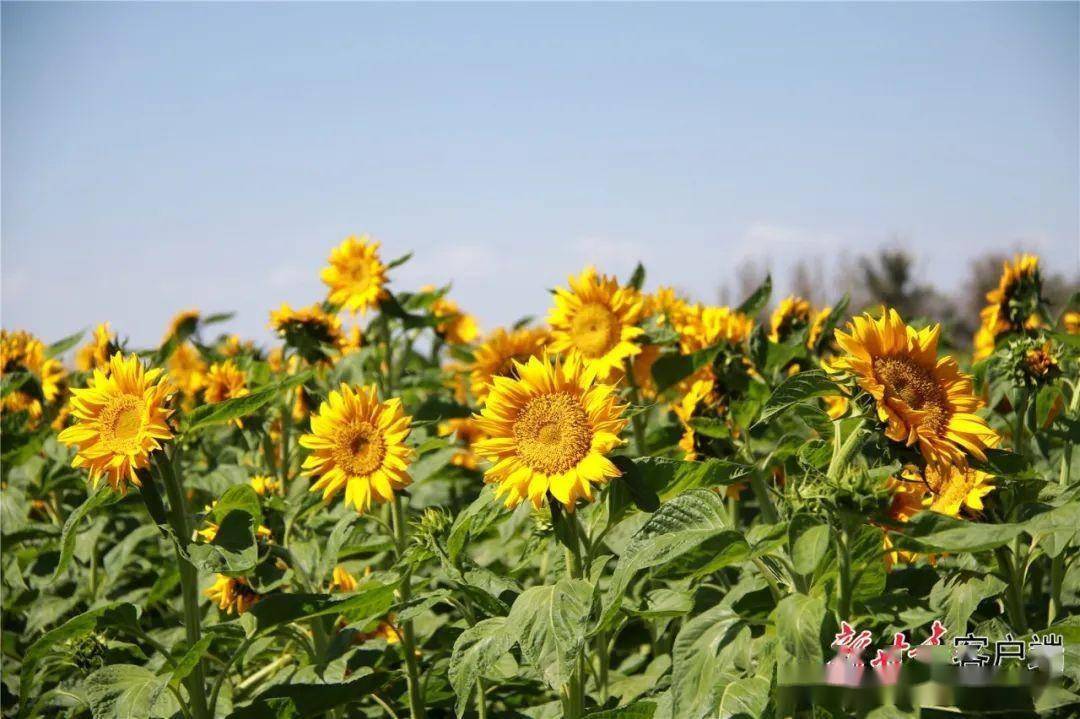 酒泉金塔万亩向日葵"笑"迎丰收_曹红祖_甘肃_鼎新镇