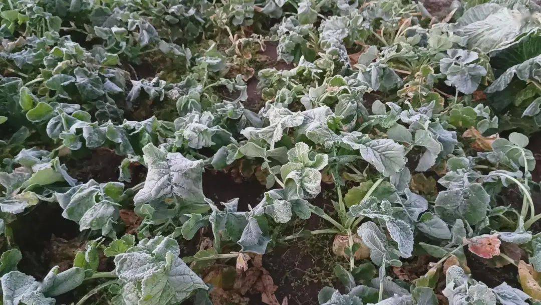 金河冷极村出现-7℃低温霜冻天气,迎入秋以来新低_根河市_人们_影响