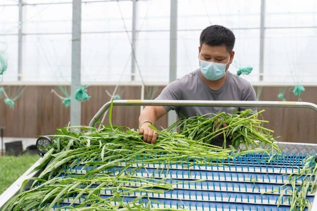 合作社大棚内,工作人员正操作着收割机,一排排新鲜的空心菜,从收割机