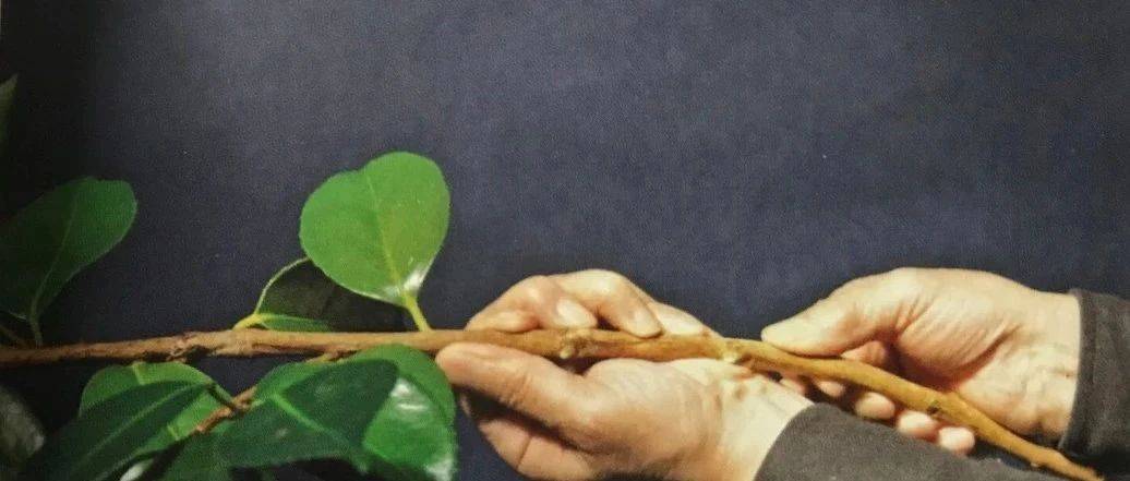花道的艺术 | 处理枝材的方法！_植物_枝条_高温