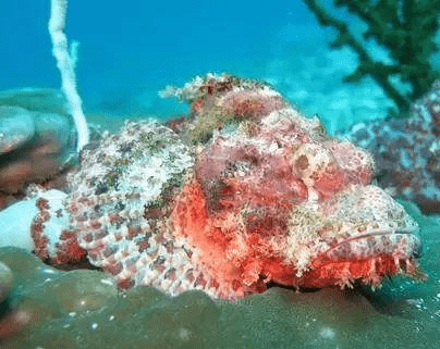 海洋中的十大剧毒动物?见到立马逃跑_毒液_海葵_毒素