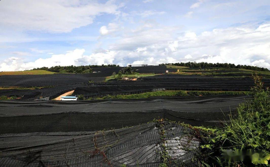 甘庄街道:土地流转 规模化种植 小药材种出"大钱景"_厂社区_重楼_发展