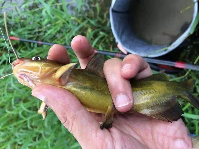 它可能是中文俗名最多的一種魚,浙蘇滬等地叫它