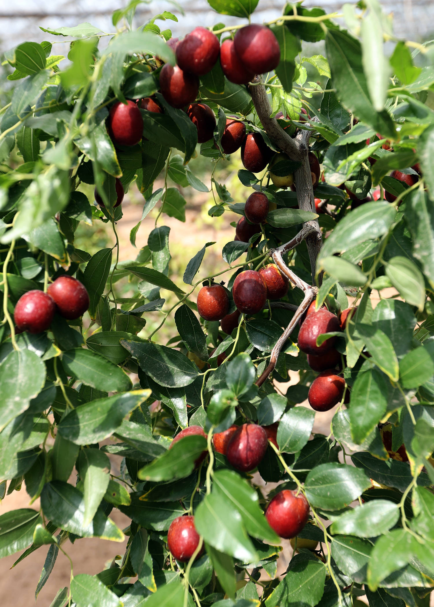 "百枣荟萃" 中国枣文化博览园:国内鲜枣种类最全的红枣品种与科技推广