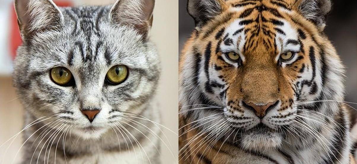 老虎和猫都是猫科动物,那老虎看见猫,会吃掉猫吗?_物种_黑猩猩_狮子