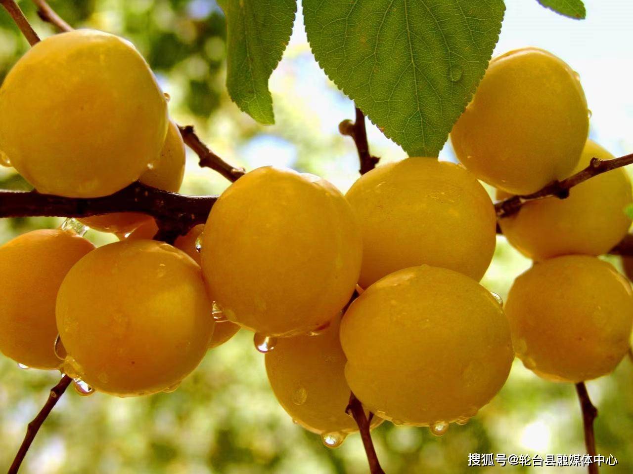 轮台 杏 福之门 盛世华光 杏子 阿依古丽 杏花