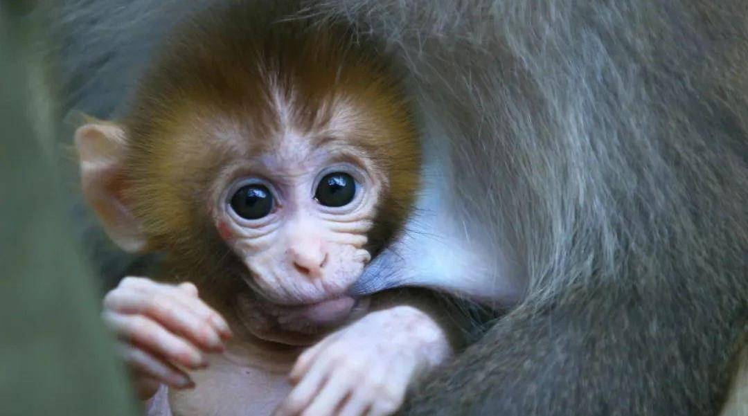 世界上最危险的宠物,是一种宠物猴子,不过却带有病毒_猕猴_人类_动物