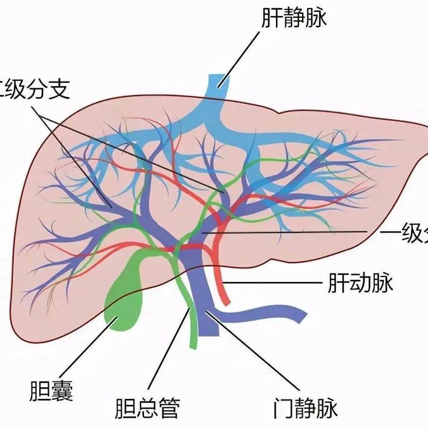 【内脏与疼痛】肝的组织结构_小叶_门静脉_中央