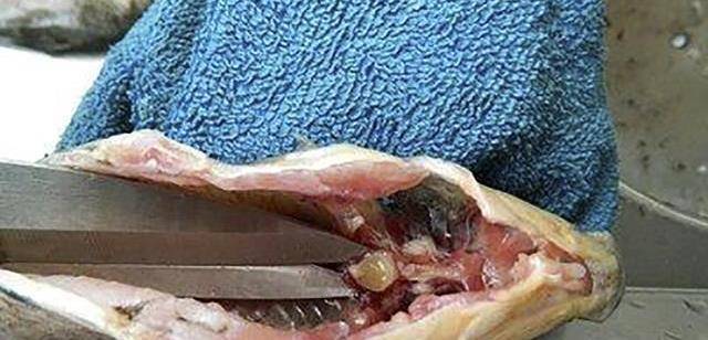 4.鱼咽喉的骨头.