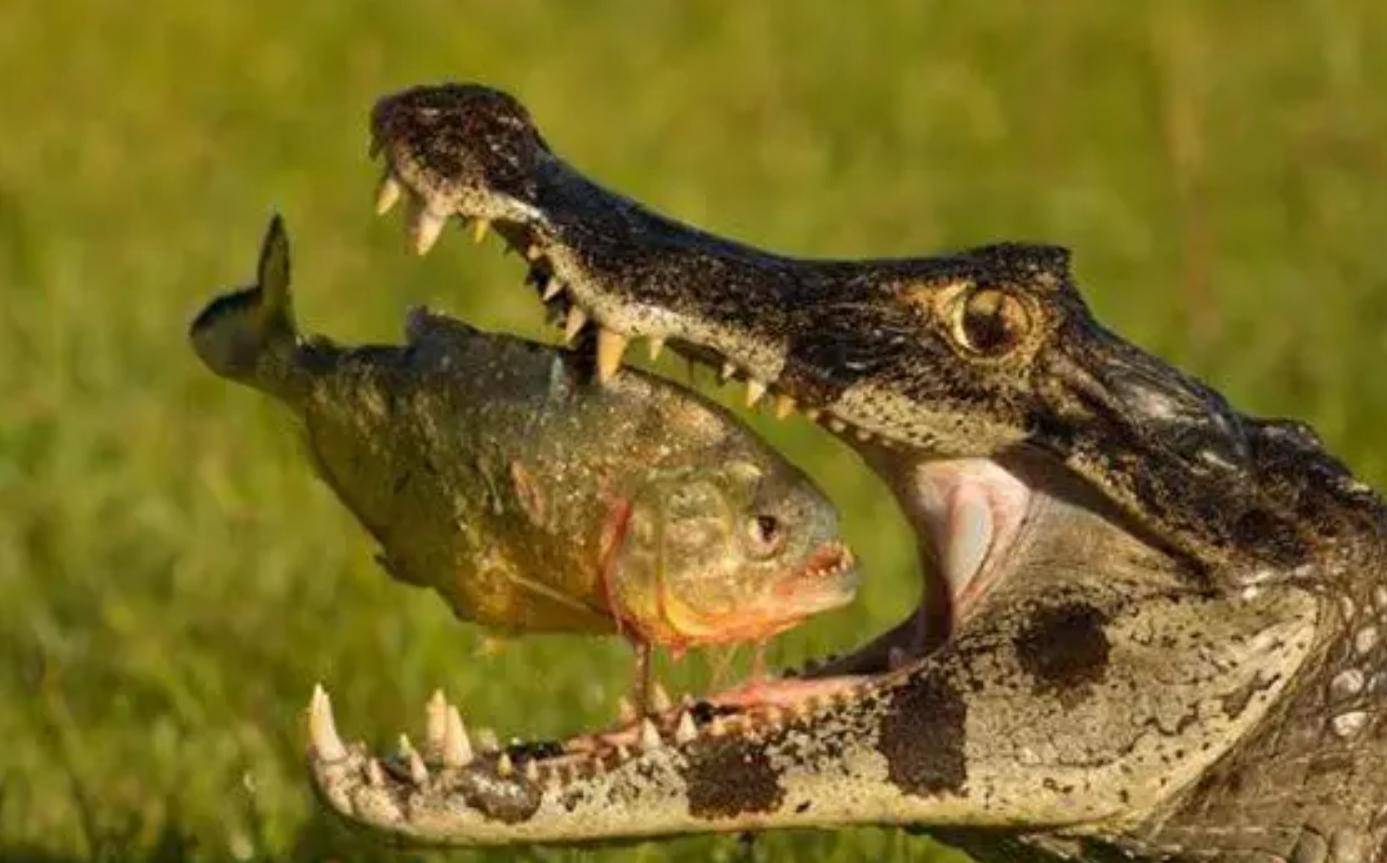 鳄鱼吃 库存图片. 图片 包括有 敌意, 爬行动物, 食肉动物, 热带, 锋利, 牙齿, 水下, 绿色, 闹事 - 15736961