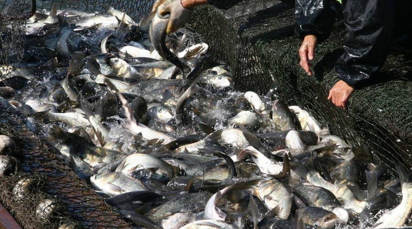 男子湘江里钓到68斤鱤鱼，科学论述，野生鱤鱼跟养殖的有何差别？