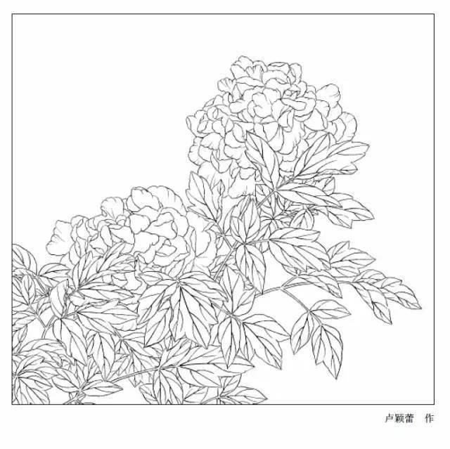 九種名花的白描畫譜,漂亮!_開花_海棠_國畫