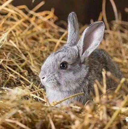 养兔技术|养兔实行严格的生物安全制度_消毒_进行_生产