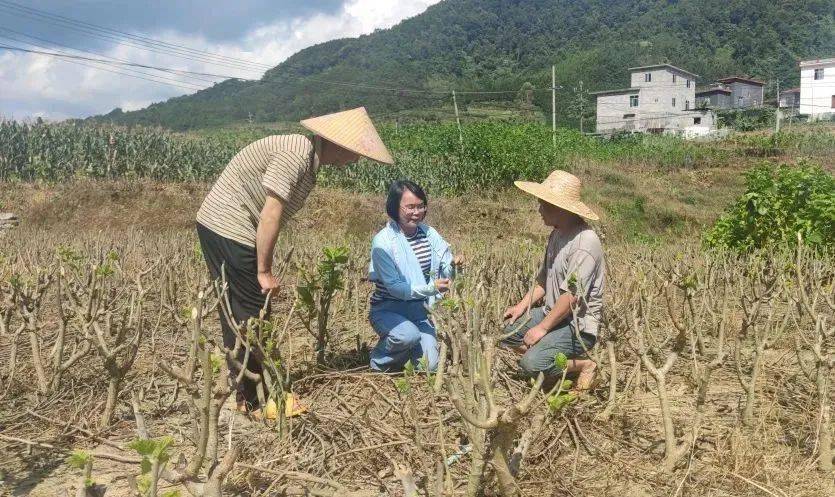 韦胜难:革命老区乡村振兴的"老黄牛"